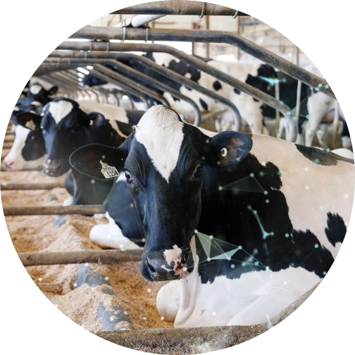 Who We Are - CGW is a Canadian family-owned, private investment company focused on agriculture, specialized in dairy production, operating in Canada and throughout the world.