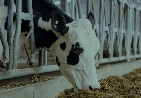Animal Comfort & Welfare