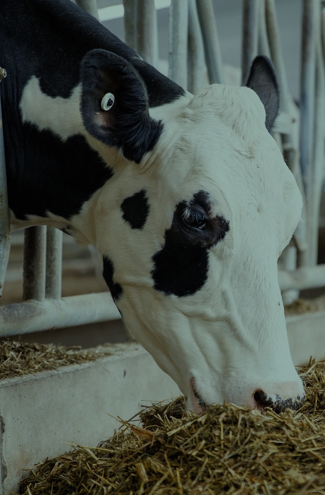 Animal Comfort & Welfare
