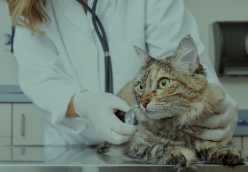 Animal Health & Hygiene