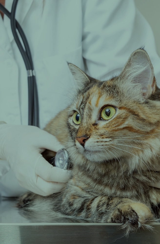 Animal Health & Hygiene